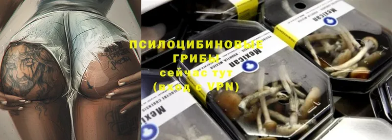 где можно купить наркотик  Велиж  Псилоцибиновые грибы Psilocybe 